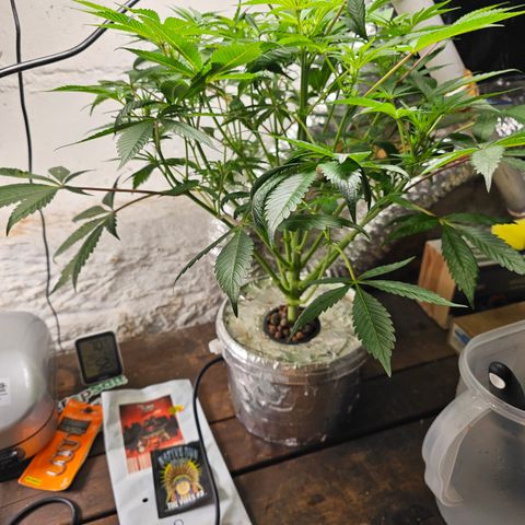Vibes #3 growlog timeline photo