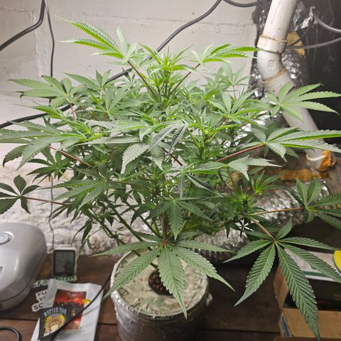 Vibes #3 growlog timeline photo