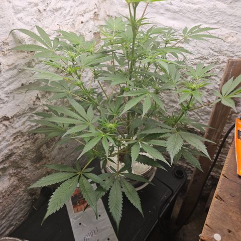Vibes #3 growlog timeline photo