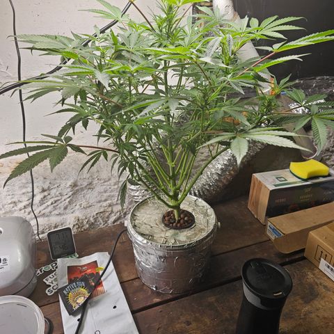 Vibes #3 growlog timeline photo