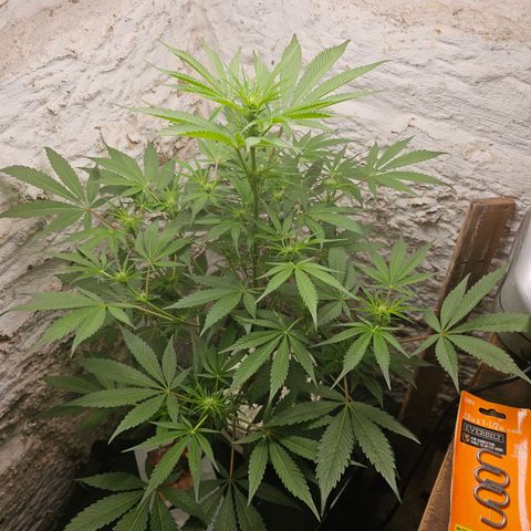 Vibes #3 growlog timeline photo