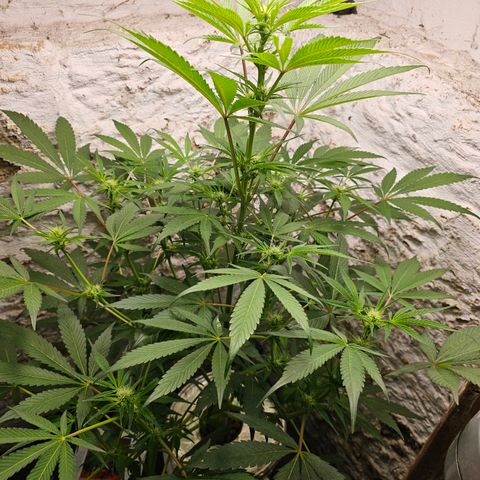Vibes #3 growlog timeline photo