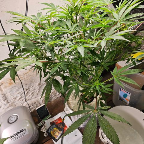 Vibes #3 growlog timeline photo