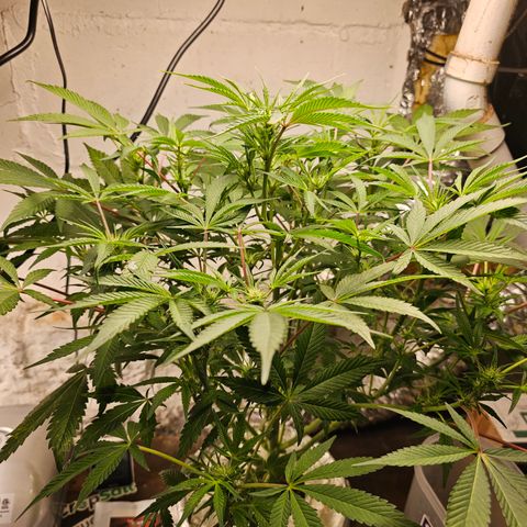 Vibes #3 growlog timeline photo