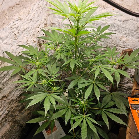 Vibes #3 growlog timeline photo