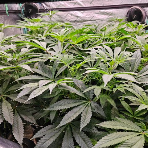 Grape Mint Cookie  growlog timeline photo