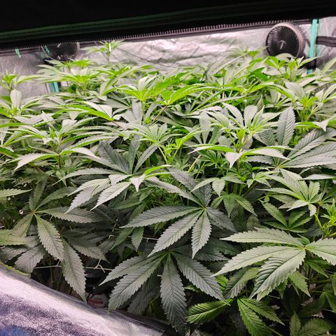 Grape Mint Cookie  growlog timeline photo