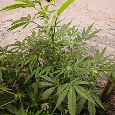 Vibes #3 growlog timeline photo