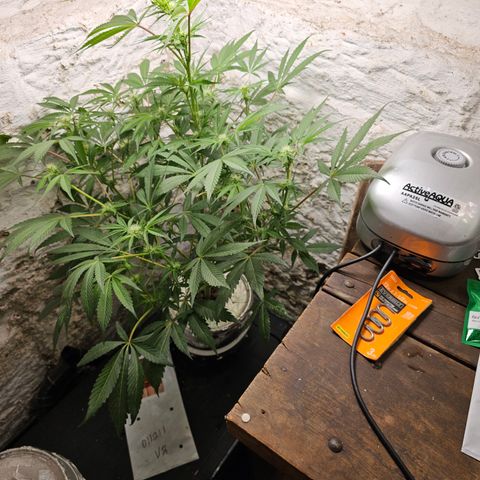 Vibes #3 growlog timeline photo