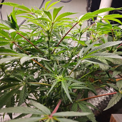 Vibes #3 growlog timeline photo