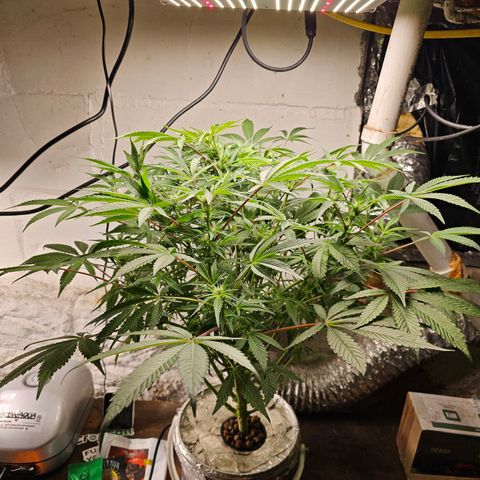 Vibes #3 growlog timeline photo