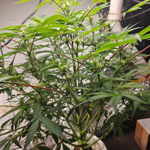 Vibes #3 growlog timeline photo