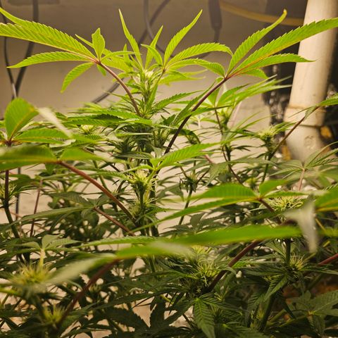 Vibes #3 growlog timeline photo