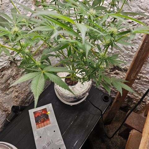 Vibes #3 growlog timeline photo