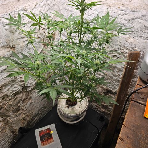 Vibes #3 growlog timeline photo
