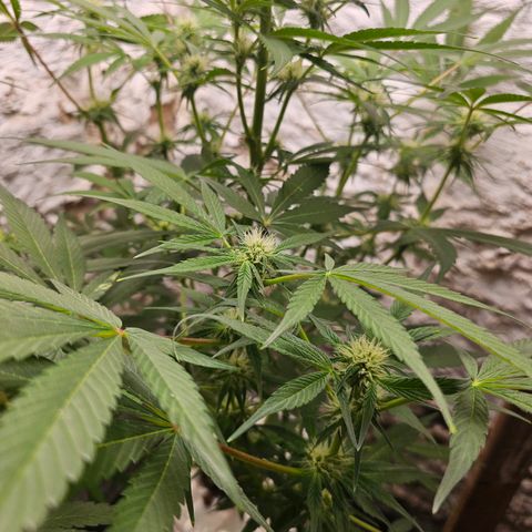 Vibes #3 growlog timeline photo