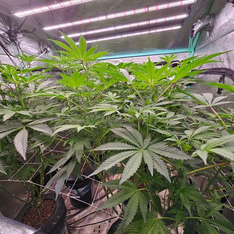 Grape Mint Cookie  growlog timeline photo