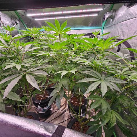 Grape Mint Cookie  growlog timeline photo