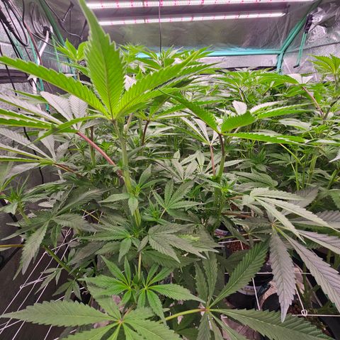 Grape Mint Cookie  growlog timeline photo
