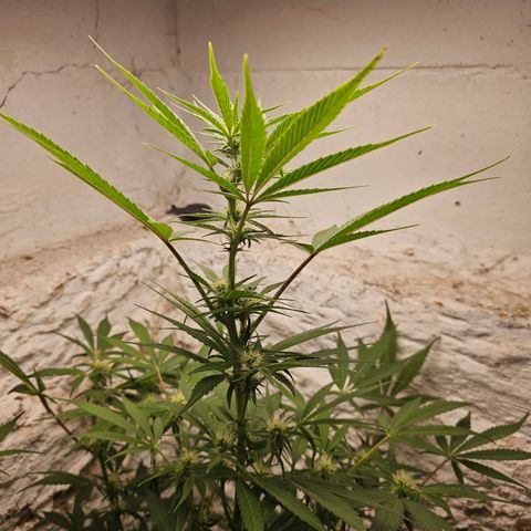 Vibes #3 growlog timeline photo
