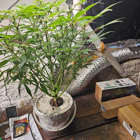 Vibes #3 growlog timeline photo