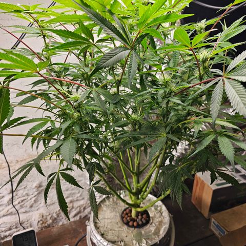 Vibes #3 growlog timeline photo