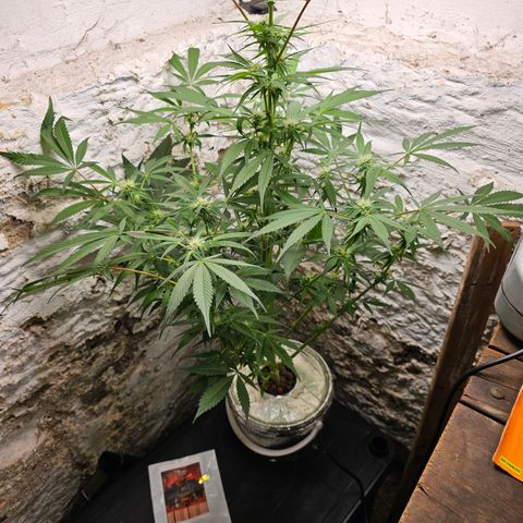 Vibes #3 growlog timeline photo