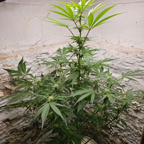 Vibes #3 growlog timeline photo