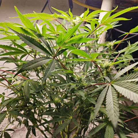 Vibes #3 growlog timeline photo