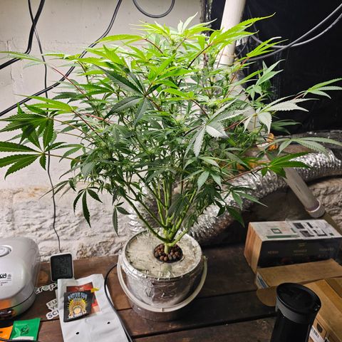 Vibes #3 growlog timeline photo