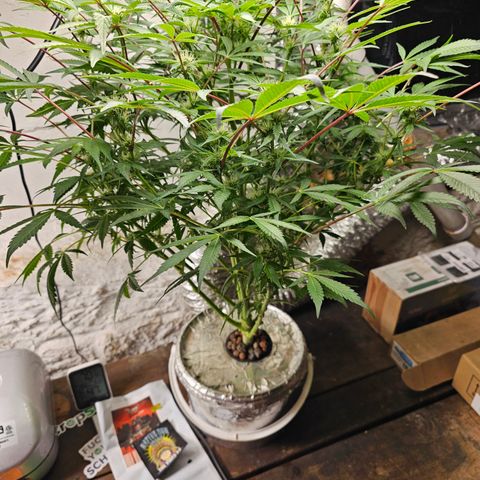 Vibes #3 growlog timeline photo