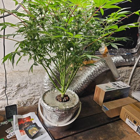 Vibes #3 growlog timeline photo
