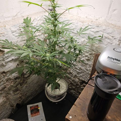 Vibes #3 growlog timeline photo