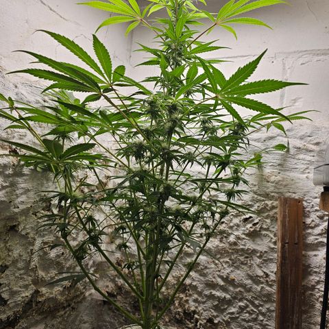 Vibes #3 growlog timeline photo