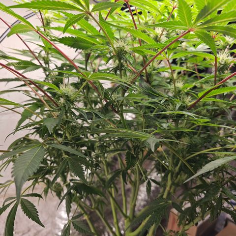 Vibes #3 growlog timeline photo