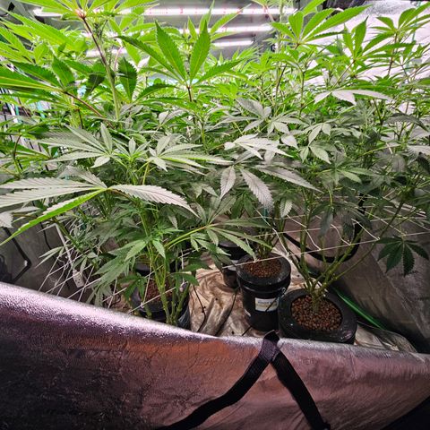 Grape Mint Cookie  growlog timeline photo