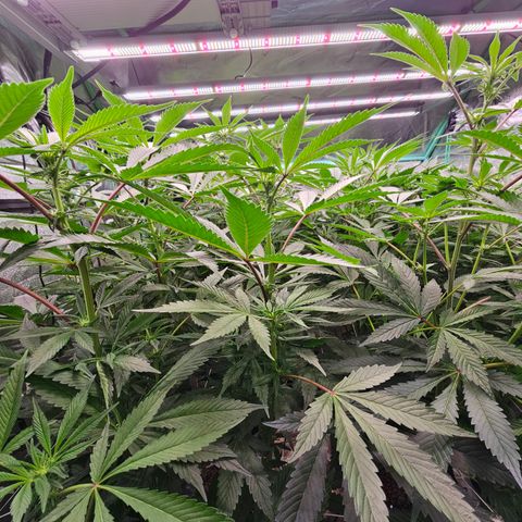 Grape Mint Cookie  growlog timeline photo
