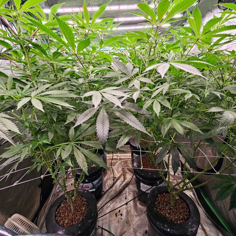 Grape Mint Cookie  growlog timeline photo