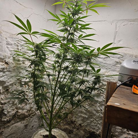 Vibes #3 growlog timeline photo