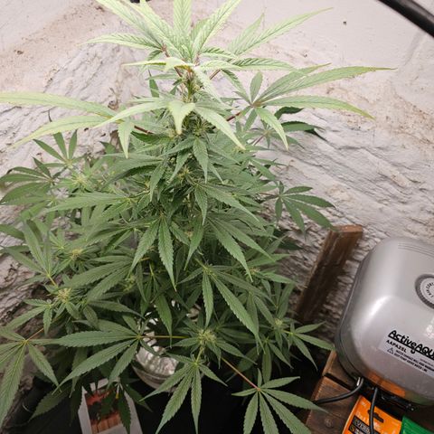 Vibes #3 growlog timeline photo