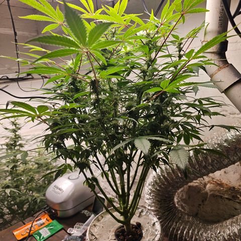 Vibes #3 growlog timeline photo