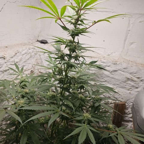 Vibes #3 growlog timeline photo