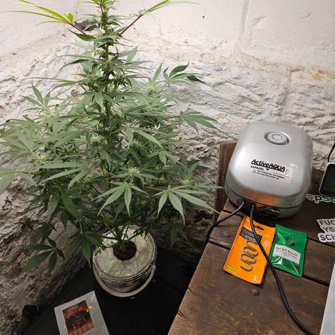 Vibes #3 growlog timeline photo