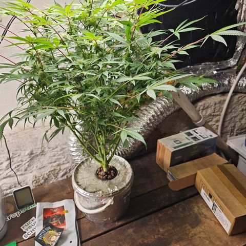 Vibes #3 growlog timeline photo