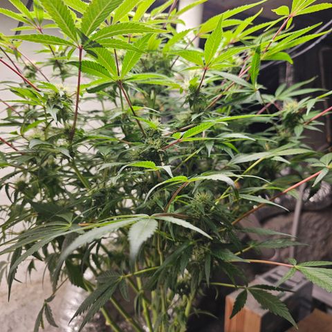 Vibes #3 growlog timeline photo