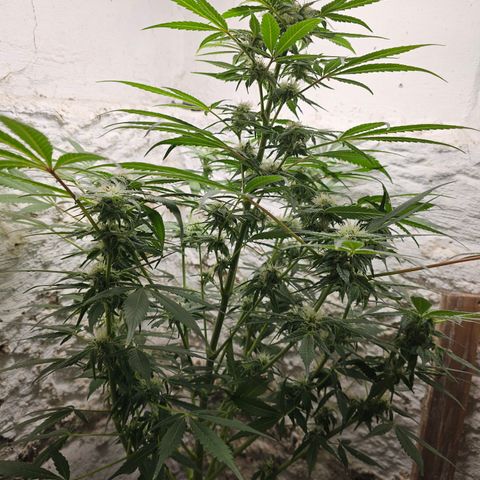 Vibes #3 growlog timeline photo
