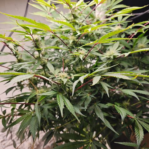 Vibes #3 growlog timeline photo