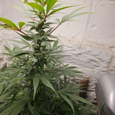 Vibes #3 growlog timeline photo