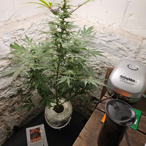 Vibes #3 growlog timeline photo