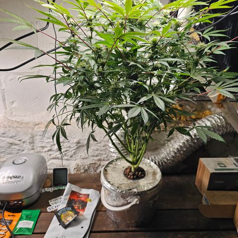 Vibes #3 growlog timeline photo